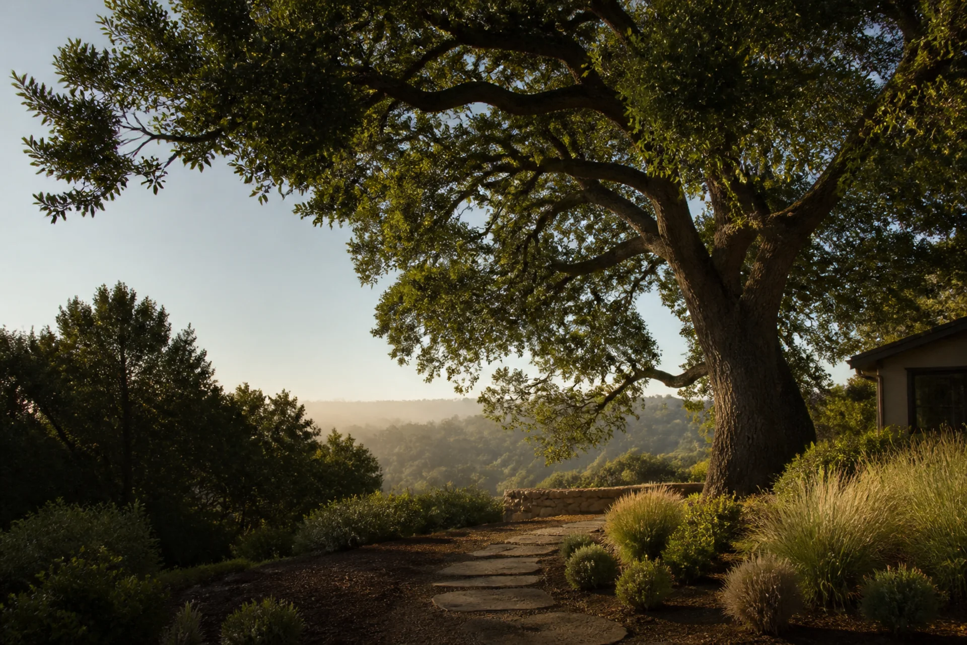 A mature oak in a carefully maintained Northern California landscape