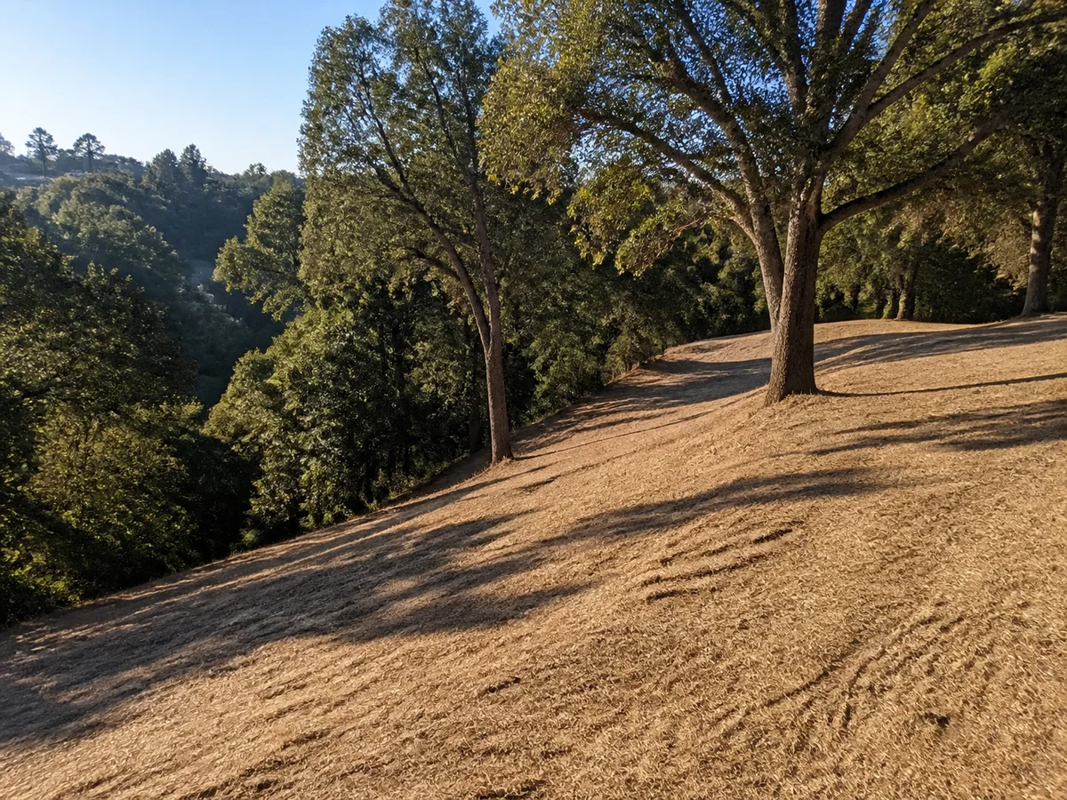 A carefully cleared slope with mature trees retained