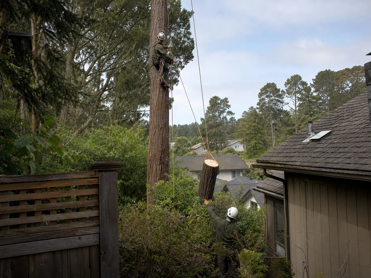 Arborist rigging a tree section in a tight residential space